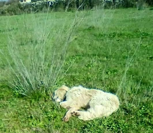 Sardegna, cucciolo trovato in fin di vita con una catena stretta al collo