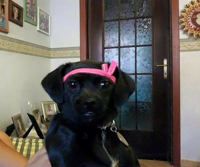 Capoterra, investe e ammazza un cagnolino e poi scappa: “Era la gioia della famiglia”