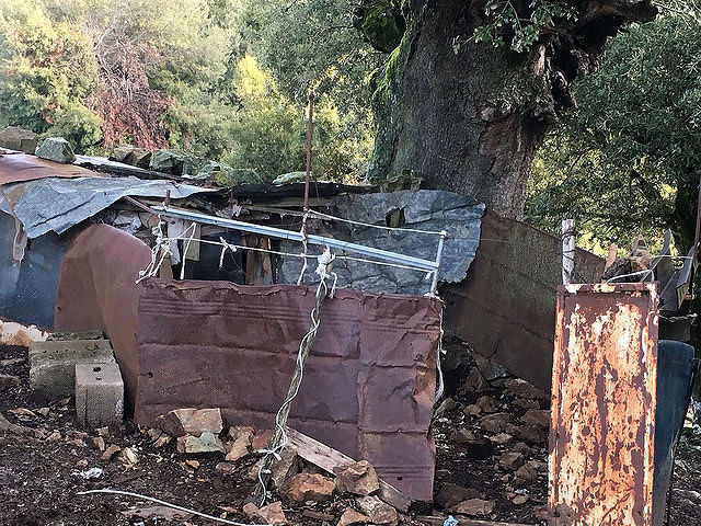 Peste suina, abbattuti a Orgosolo e Villagrande 112 maiali allo stato brado