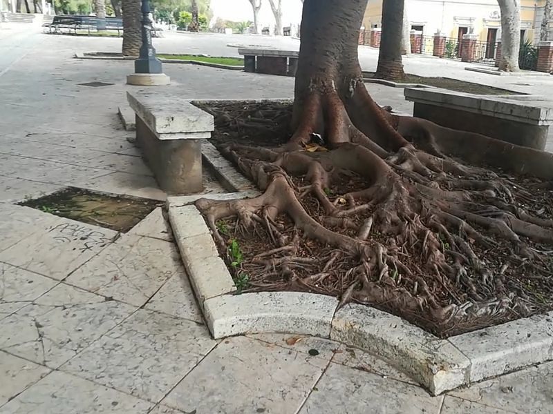 Terrapieno disastrato: la passeggiata sfregiata da radici e scritte con lo spray