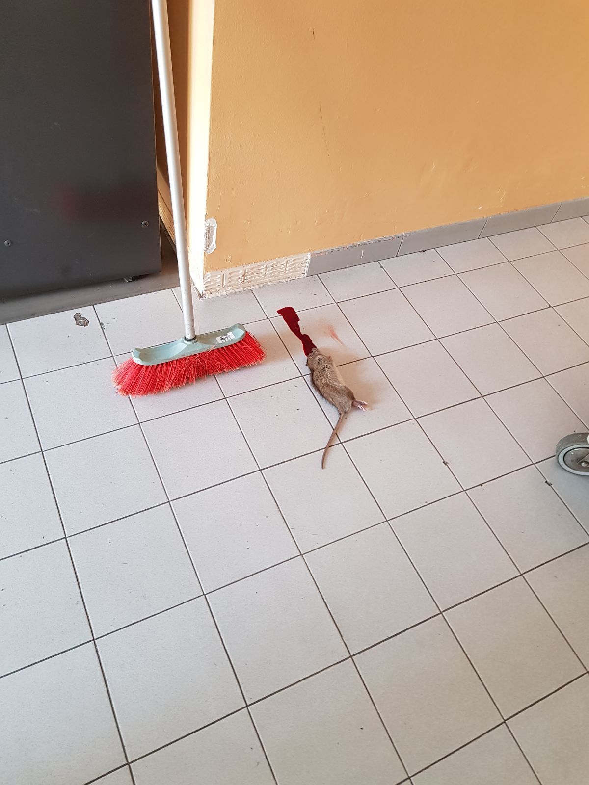 Monserrato, topi all’Alberghiero. Studenti infuriati: “Impossibile fare lezione così”