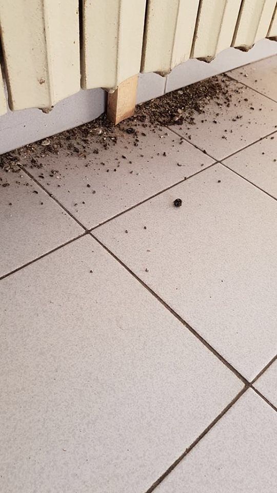 Alberghiero di Monserrato, gli studenti uccidono un topo attorno alle cucine (VIDEO)