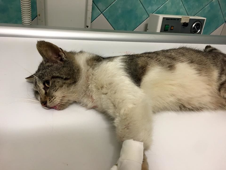 Crudeltà a Oristano: gatto sparato a pallini