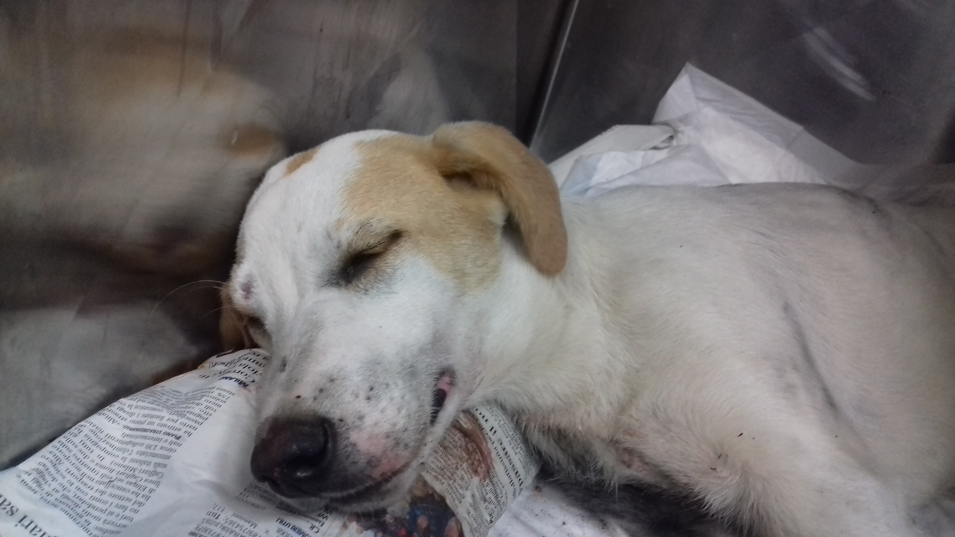 Boh, cagnolino salvato dalla strada e dalla morte