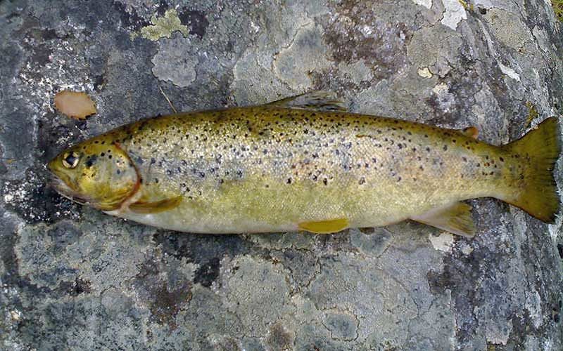 La trota sarda a rischio estinzione: una carta ittica regionale per salvaguardarla