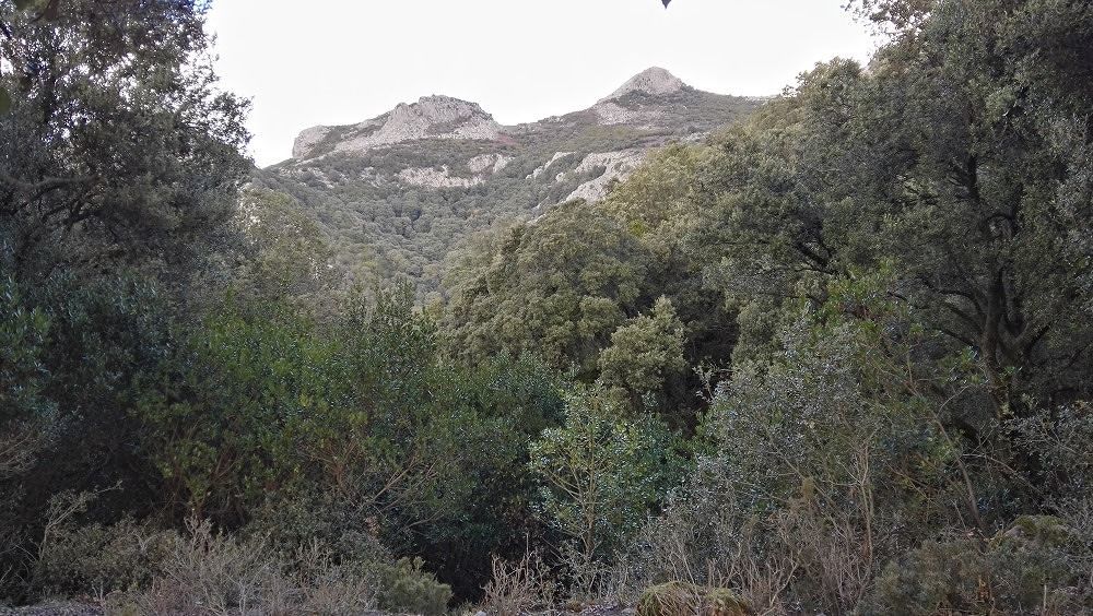 La Sardegna Isola Forestale d’Europa: la cerimonia a Nuoro