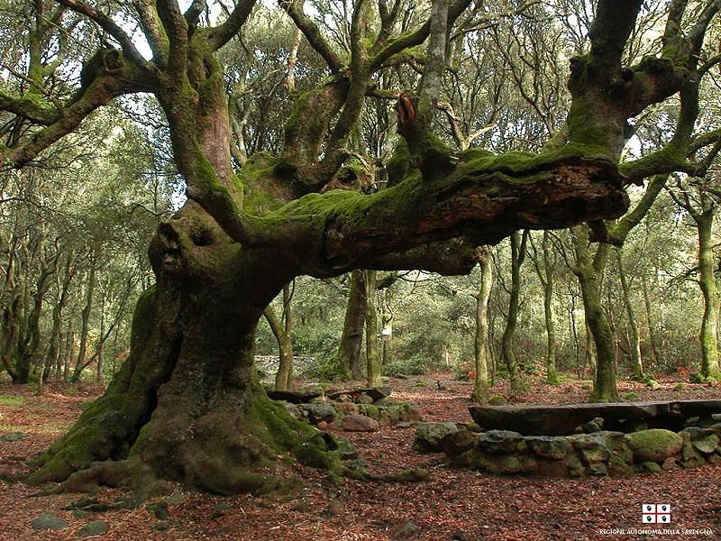 Ambiente forestale europeo dell’anno: premio alla Regione Sardegna