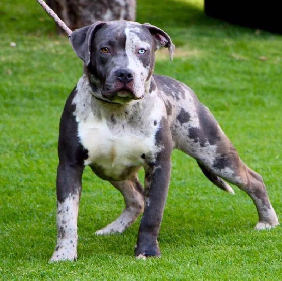 Cagliari, donna inseguita da un pitbull a Sant’Avendrace: “Cani pericolosi lasciati senza guinzaglio”