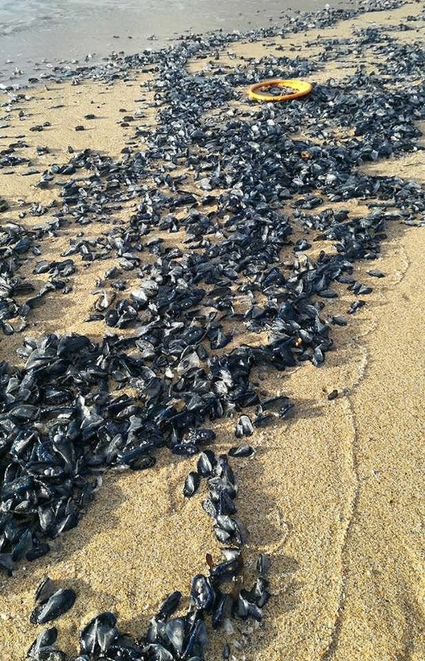 Le meduse ‘aliene’ invadono la spiaggia di Masua