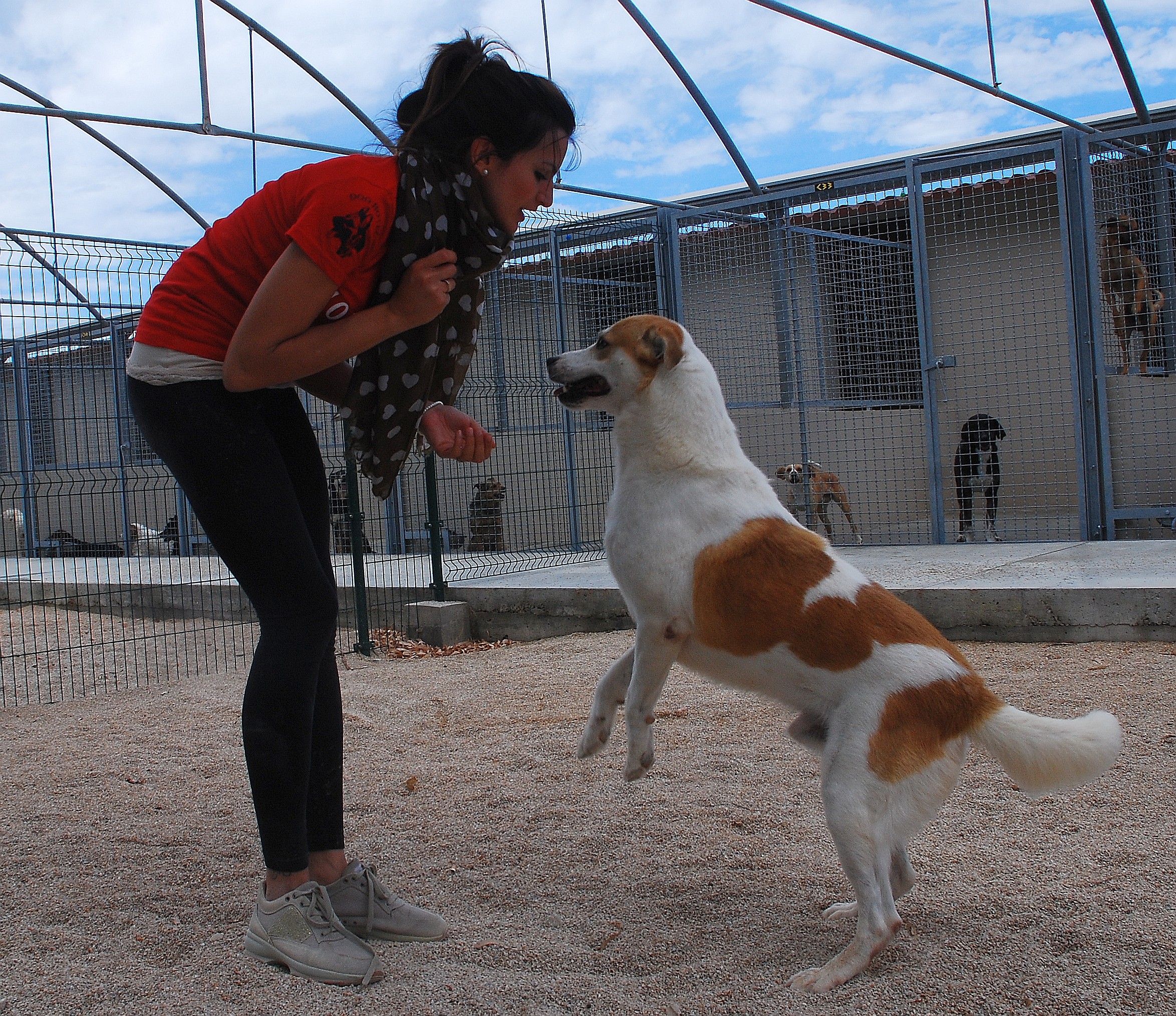 Se adotti un randagio ad Assemini mangime e visite gratis per un anno