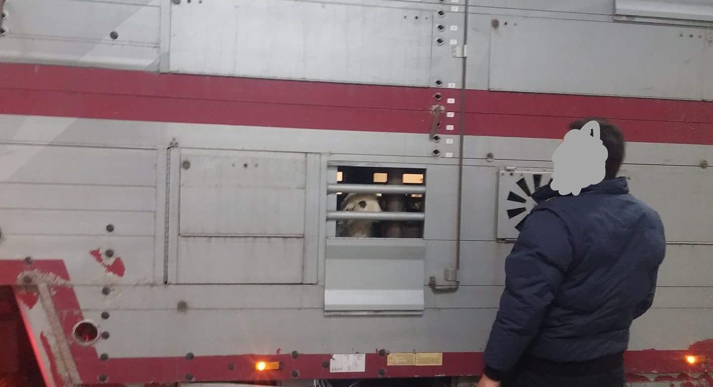 Il mistero degli agnelli rumeni sul mercato di Pasqua: “Eccoli, sbarcati in Sardegna”