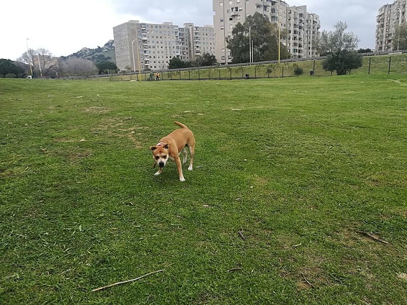 Cagliari, nuova maxi area cani a Sant’Elia: panchine e alberi vista Sardegna Arena