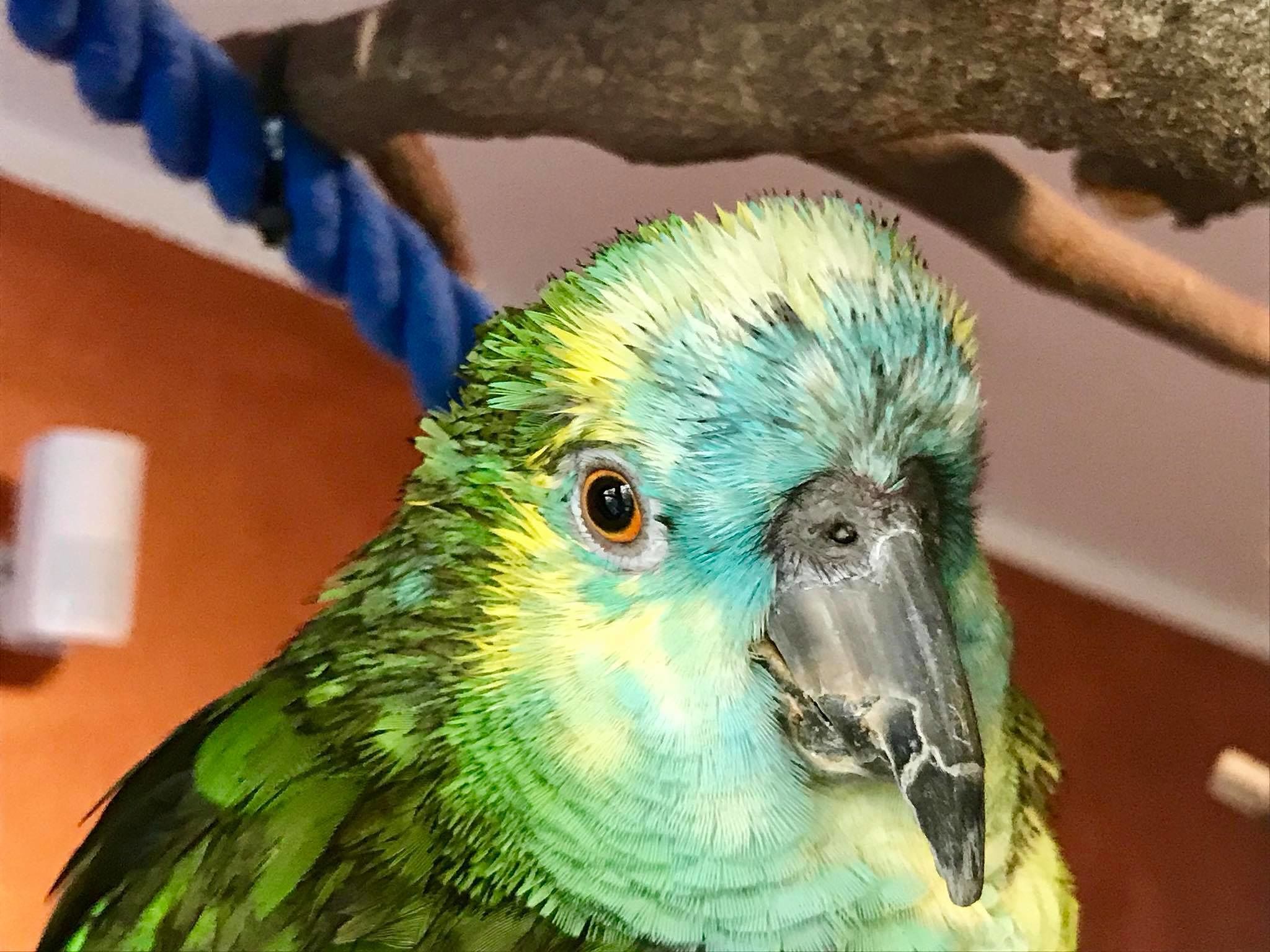 Capoterra, Maria Bonaria fu ammazzata per un pappagallo molesto: Frailis a processo