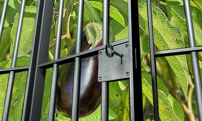 Rubò una melanzana per sfamare il figlio: sardo assalto dopo 9 anni di processo