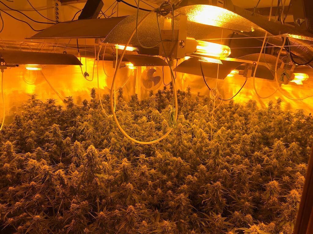 Quartu, una serra di marijuana in casa: nei guai un 53enne