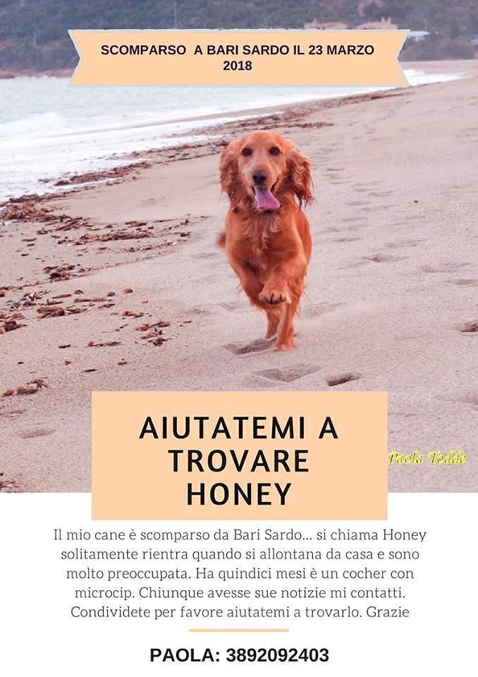 Honey, dolcissimo cocker è scomparso da Bari Sardo: chi l’ha visto?