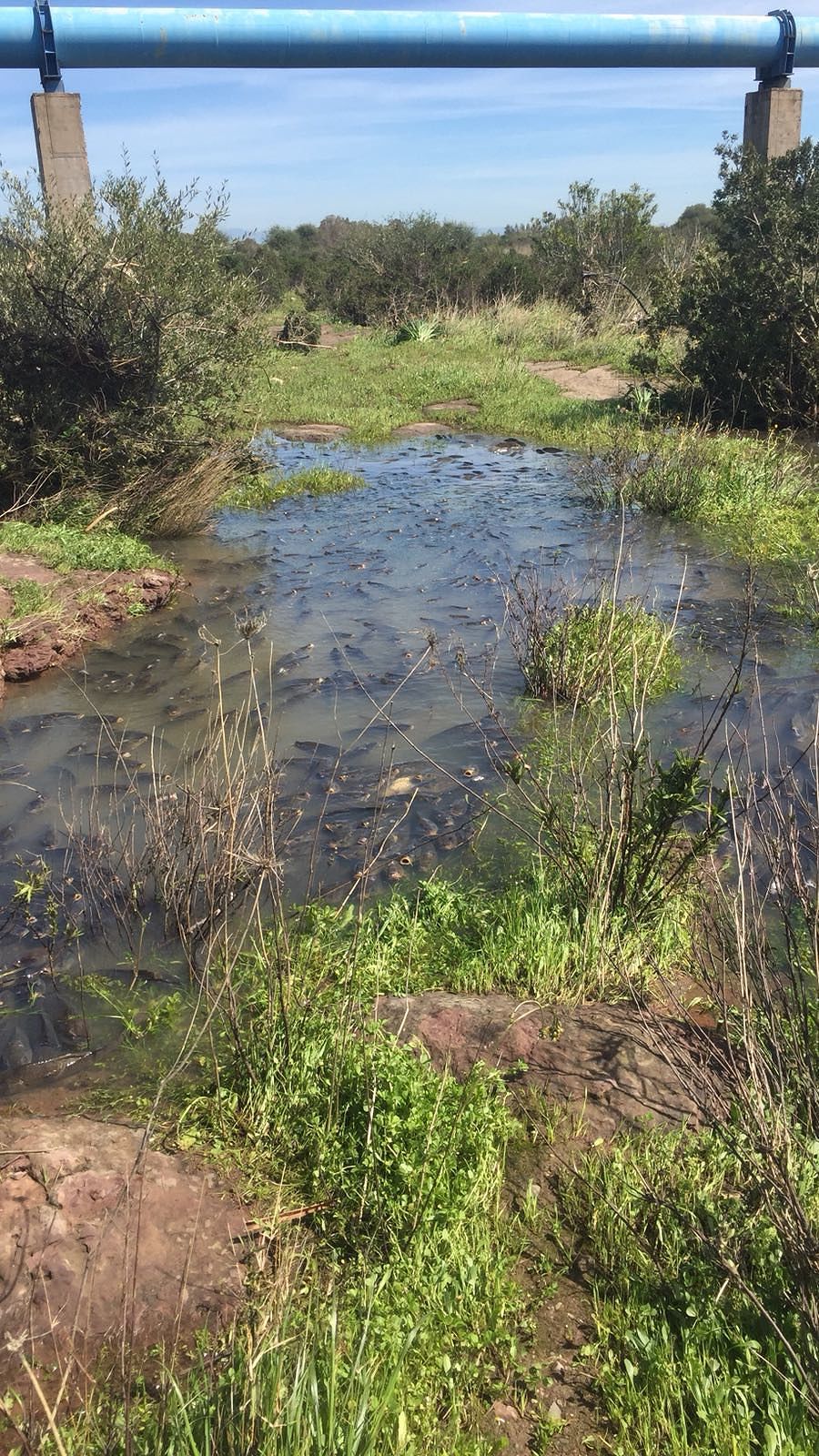 Diga sul Cixerri, dopo l’apertura delle chiuse è strage di pesci