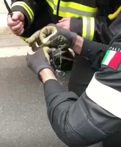 Quartucciu, rondine pasticciona impigliata in un filo: la salvano i vigili del fuoco