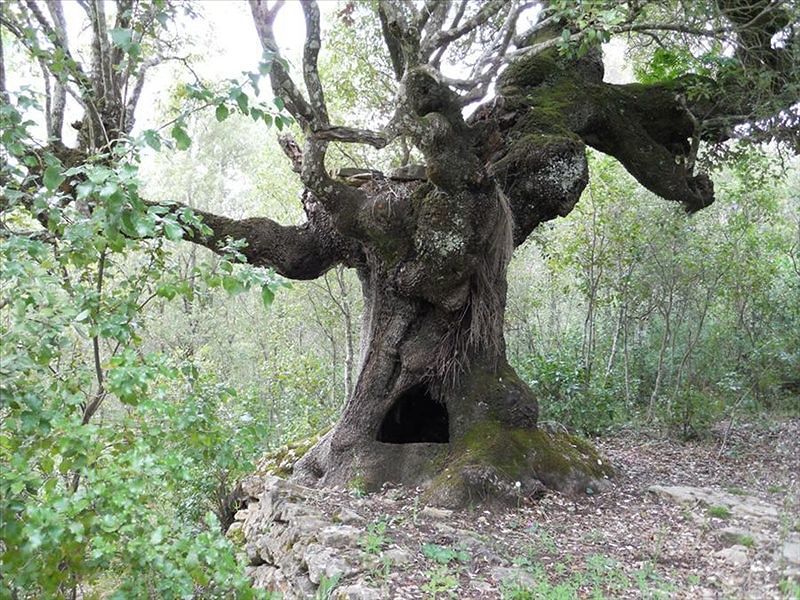 Sono quattrocento gli alberi monumentali in Sardegna: il primato all’Ogliastra
