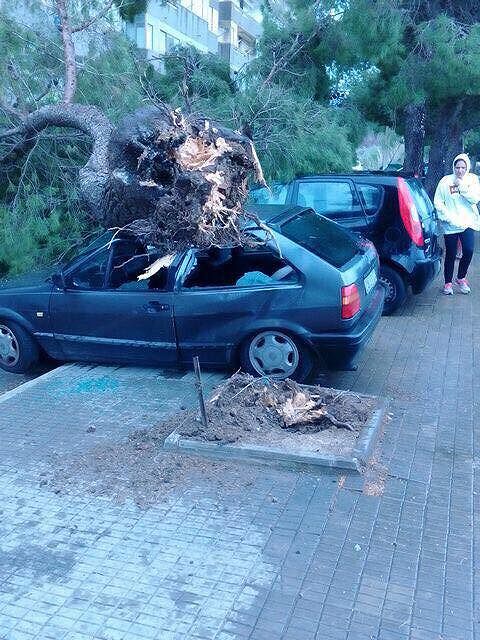 Il vento spazza Cagliari, un grosso albero si abbatte sopra le auto