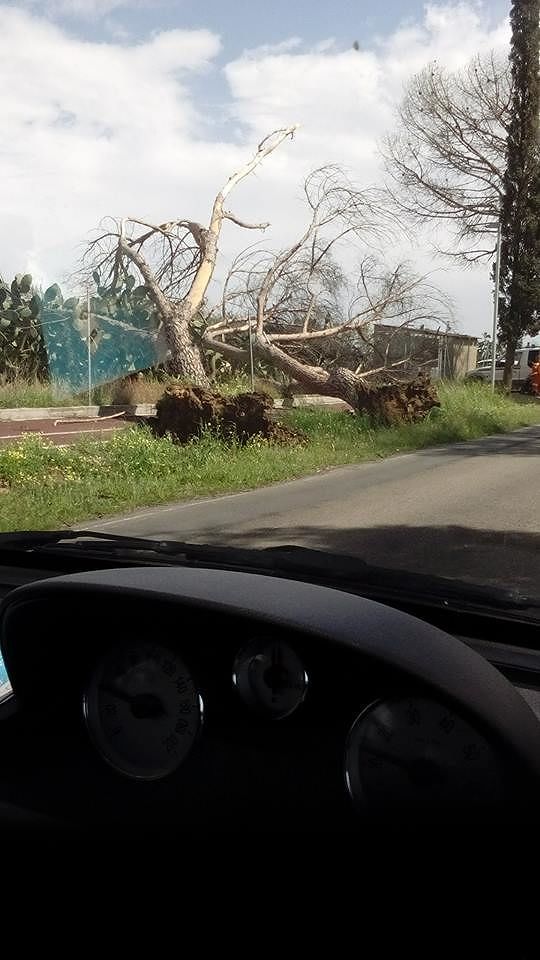 Assemini, crollano alberi sulla statale. I sindaci: le raffiche di vento stanno imperversando