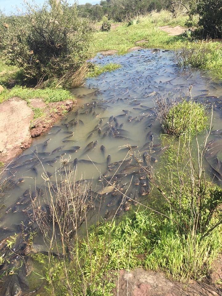 Uta, strage di carpe nella diga dove è stata scaricata l’acqua: altre salvate dai volontari