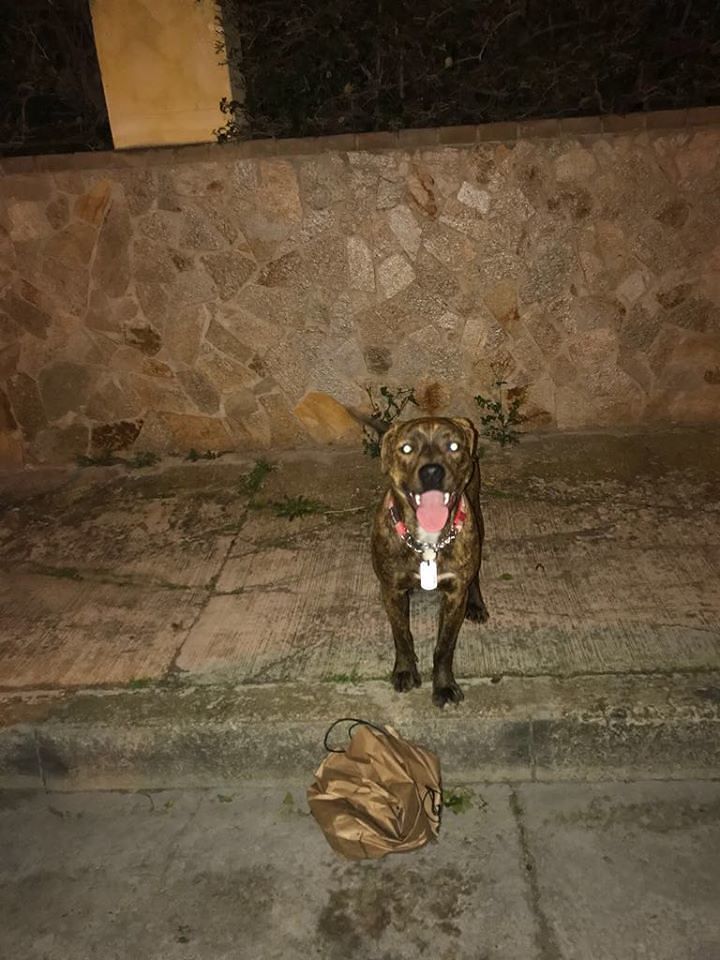 Quartu, due pitbull affamati vagano in via Mandrolisai: “Chi li riconosce?”