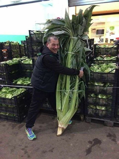 Un cardo da record al mercato ortofrutticolo di Sestu: oltre due metri