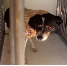 Sardegna, cane ferito tratto in salvo sui binari dalla polizia ferroviaria