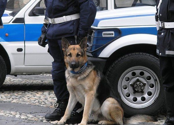 Cagliari, i cani contro la criminalità: sì alle unità cinofile della municipale