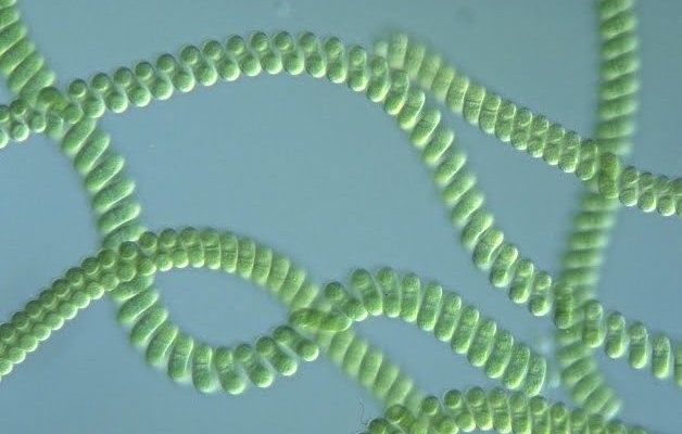 Lavoro dalle alghe sarde: 15 imprese coinvolte nel percorso studiato dall’Ateneo