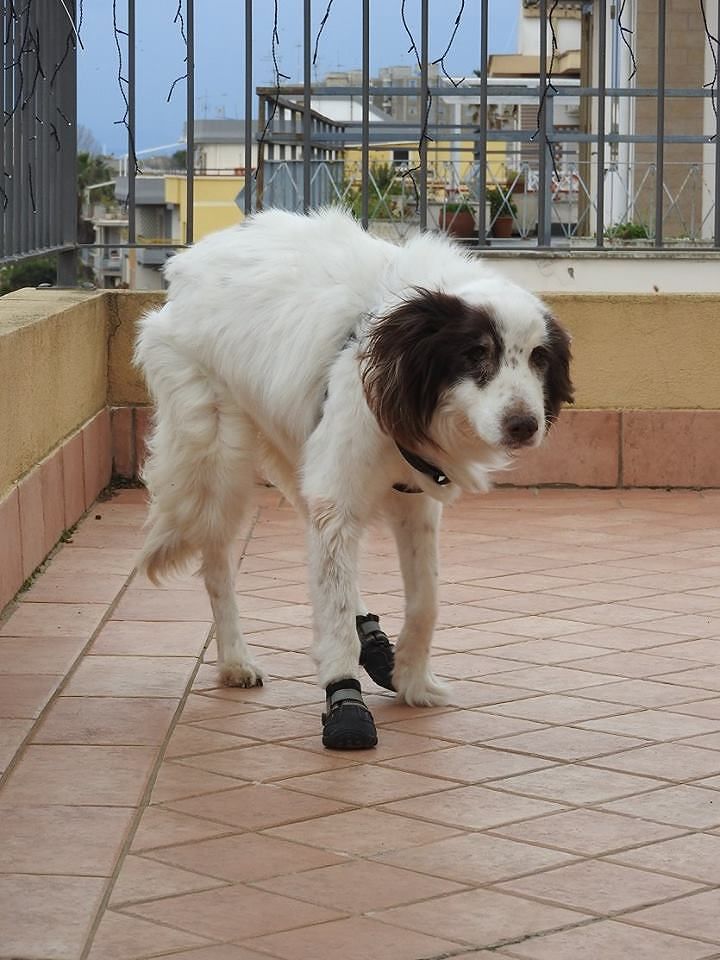 Porta a porta a Cagliari: “Ho 1 cane e 4 gatti, dovrò tenere i loro bisogni in casa una settimana”