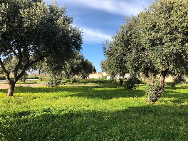 Un ‘Bosco in Città’ al centro di Pula: nel nuovo parco alberi, prati e un frutteto