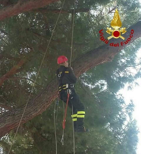 Iglesias, rami pericolanti in piazza Suella: lo spettacolare intervento dei vigili del fuoco