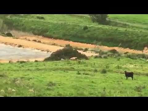 “Furtei, lago di cianuro come terra di pascolo: bovini adagiati tra i veleni”