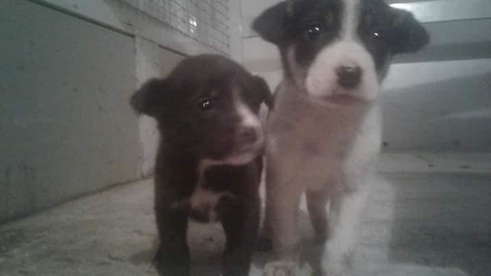 Cani chiusi nei sacchi e soffocati, è choc a san Sperate: “Uno di loro trovato oggi mummificato”