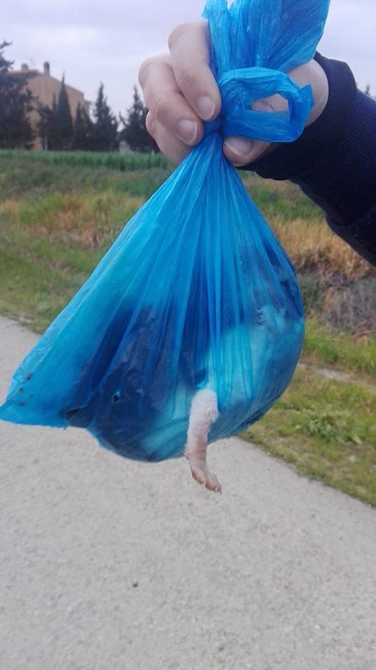 Samatzai, gattini appena nati chiusi nei sacchetti e gettati nei rovi (VIDEO)