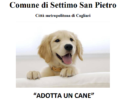 Settimo, il Comune cerca casa per Fido: 500 euro a chi adotta un cane