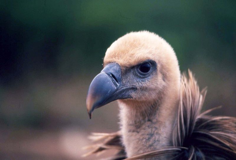 Wwf: “I grifoni torneranno a volare in Sardegna”