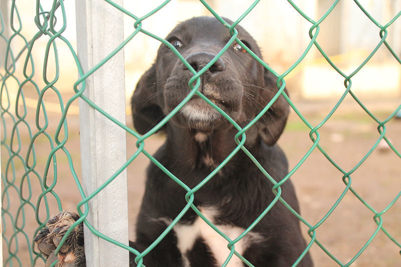 Sassari, adotta un cane a distanza