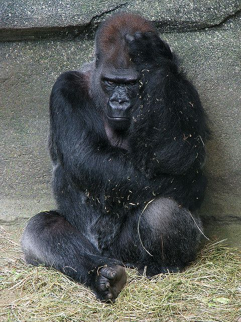Muore il gorilla Ramar, rapito alla sua famiglia e spettacolarizzato dal primo all’ultimo giorno