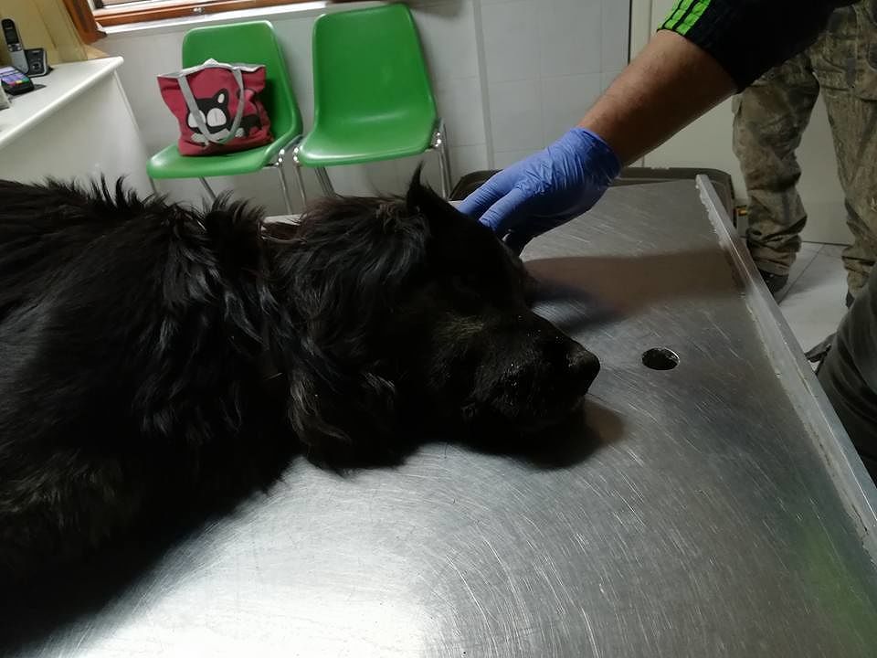 Arbus, sos per trovare il padrone di un cane che sta male ed è stato ricoverato d’urgenza