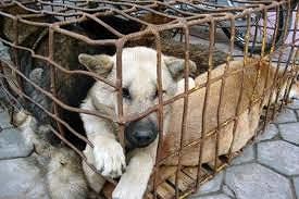 Italia crudele nei confronti degli animali: nel 2017 dati allarmanti