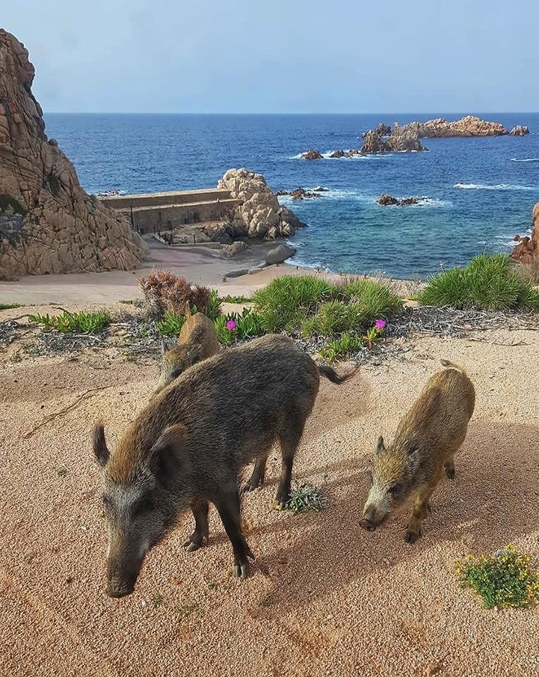 Sardegna, cinghiali a spasso per le spiagge di Costa Paradiso