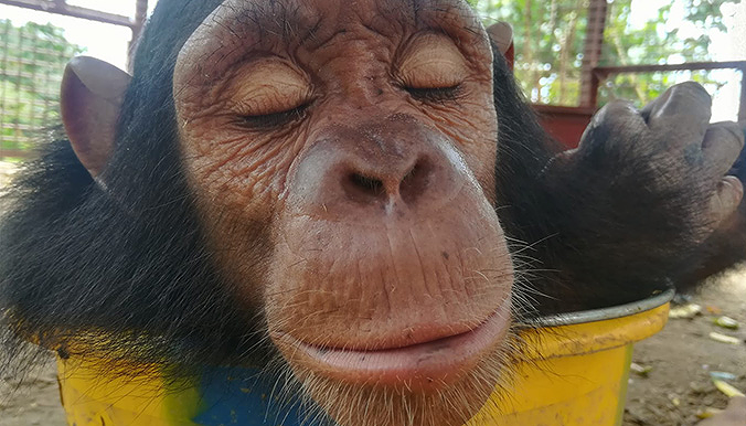 Youyou e Mongo, le scimmiette prigioniere dello zoo del Congo: finalmente liberate