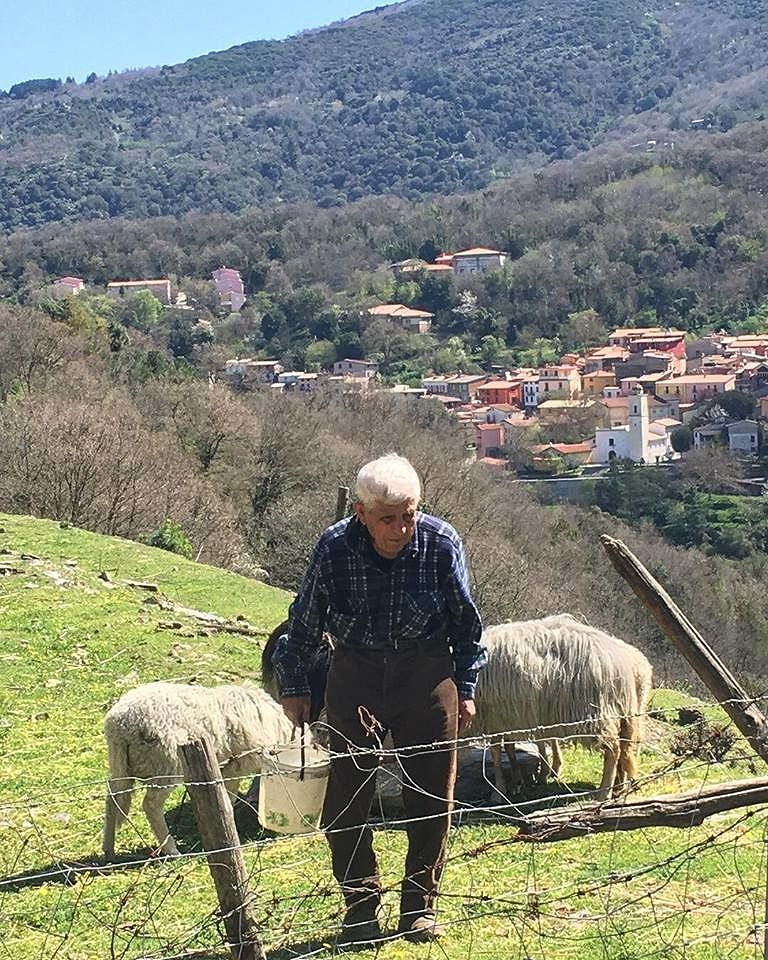 Sardegna, Zio Cicci a 94 anni è una forza della natura: eccolo col suo gregge
