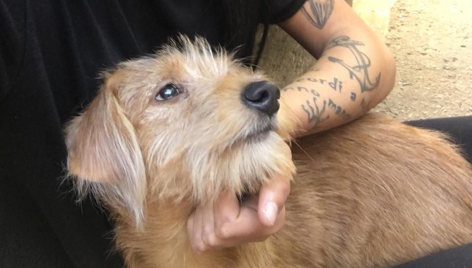 Robyn è scomparso da Sestu, la padrona lo cerca disperatamente: “Aiutatemi”