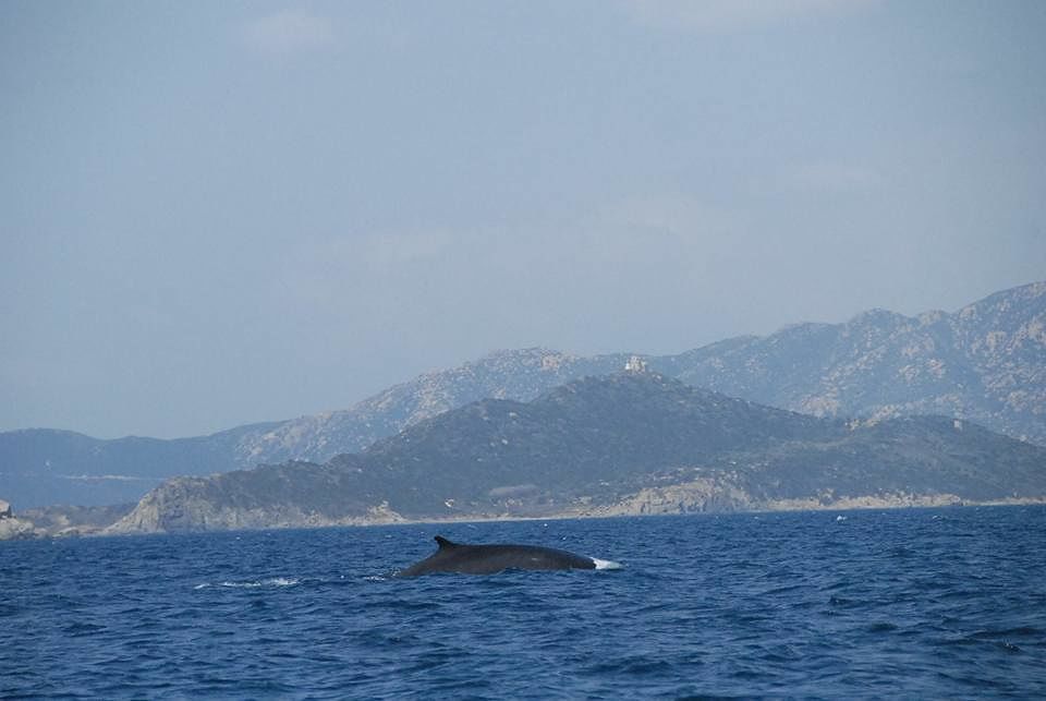 Turisti speciali a Villasimius: due balenottere nell’Area Marina Protetta