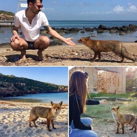 Sardegna, simpatici incontri nella spiaggia di San Giovanni di Sinis
