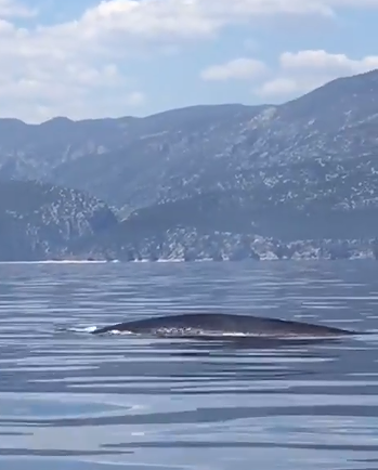 La meraviglia a Cala Luna: spettacolare danza di un gruppo di balenottere